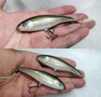 さとう漁協 / モロっ子